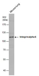 CD49f Antibody in Western Blot (WB)