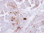 ALPL Antibody in Immunohistochemistry (Paraffin) (IHC (P))