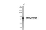 ALPL Antibody in Western Blot (WB)