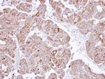 PSAP Antibody in Immunohistochemistry (Paraffin) (IHC (P))