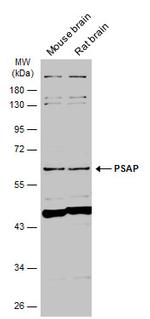 PSAP Antibody in Western Blot (WB)