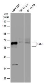 PSAP Antibody in Western Blot (WB)