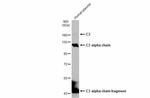 Complement C3 Antibody in Western Blot (WB)