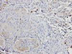 A-Raf Antibody in Immunohistochemistry (Paraffin) (IHC (P))