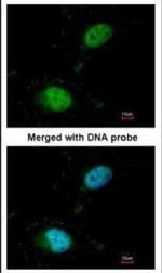 SAFB Antibody in Immunocytochemistry (ICC/IF)