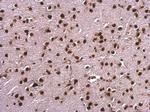 SAFB Antibody in Immunohistochemistry (Paraffin) (IHC (P))