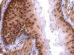 SAFB Antibody in Immunohistochemistry (Paraffin) (IHC (P))