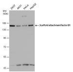 SAFB Antibody in Western Blot (WB)