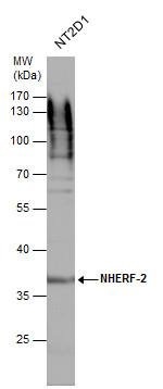 NHERF2 Antibody in Western Blot (WB)