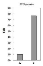 PAX8 Antibody in ChIP Assay (ChIP)