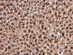 PAX8 Antibody in Immunohistochemistry (Paraffin) (IHC (P))