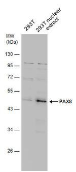 PAX8 Antibody in Western Blot (WB)