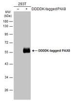 PAX8 Antibody in Western Blot (WB)