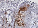 DAP5 Antibody in Immunohistochemistry (Paraffin) (IHC (P))