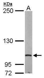 DAP5 Antibody in Western Blot (WB)