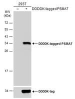 PSMA7 Antibody in Western Blot (WB)