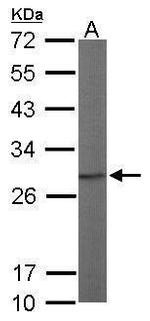 PSMA7 Antibody in Western Blot (WB)