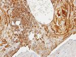 Creatine Kinase BB Antibody in Immunohistochemistry (Paraffin) (IHC (P))