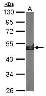 Creatine Kinase BB Antibody in Western Blot (WB)