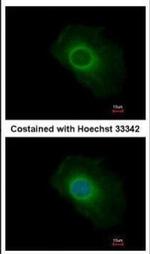 SERP1 Antibody in Immunocytochemistry (ICC/IF)