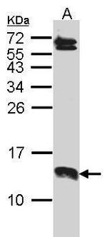 SERP1 Antibody in Western Blot (WB)