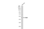 ENO1 Antibody in Western Blot (WB)