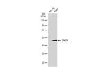 ENO1 Antibody in Western Blot (WB)