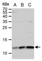 ERH Antibody in Western Blot (WB)