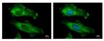 RPS10 Antibody in Immunocytochemistry (ICC/IF)