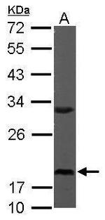 RPS10 Antibody in Western Blot (WB)