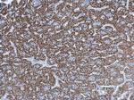 UQCRC1 Antibody in Immunohistochemistry (Paraffin) (IHC (P))