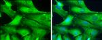 GAD67 Antibody in Immunocytochemistry (ICC/IF)