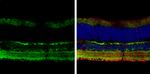 GAD67 Antibody in Immunohistochemistry (Frozen) (IHC (F))