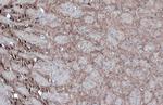 GAD67 Antibody in Immunohistochemistry (Paraffin) (IHC (P))