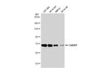 GAD67 Antibody in Western Blot (WB)