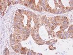 DNPEP Antibody in Immunohistochemistry (Paraffin) (IHC (P))