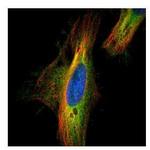 DIAPH1 Antibody in Immunocytochemistry (ICC/IF)