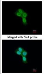 REA Antibody in Immunocytochemistry (ICC/IF)