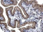 REA Antibody in Immunohistochemistry (Paraffin) (IHC (P))