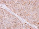 TMED9 Antibody in Immunohistochemistry (Paraffin) (IHC (P))