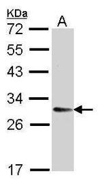 TMED9 Antibody in Western Blot (WB)