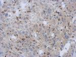 NDUFV1 Antibody in Immunohistochemistry (Paraffin) (IHC (P))