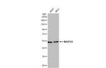 NDUFV1 Antibody in Western Blot (WB)