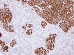 GANAB Antibody in Immunohistochemistry (Paraffin) (IHC (P))