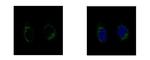 GCP2 Antibody in Immunocytochemistry (ICC/IF)