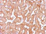 GCP2 Antibody in Immunohistochemistry (Paraffin) (IHC (P))