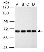 NUP62 Antibody in Western Blot (WB)