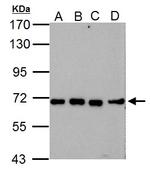 NUP62 Antibody in Western Blot (WB)