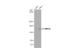 BMPR2 Antibody in Western Blot (WB)