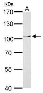 CtBP2 Antibody in Western Blot (WB)